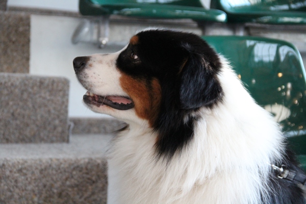 arwin v1 cac bos bob 1. 12. 2012 annaberg 1.jpg